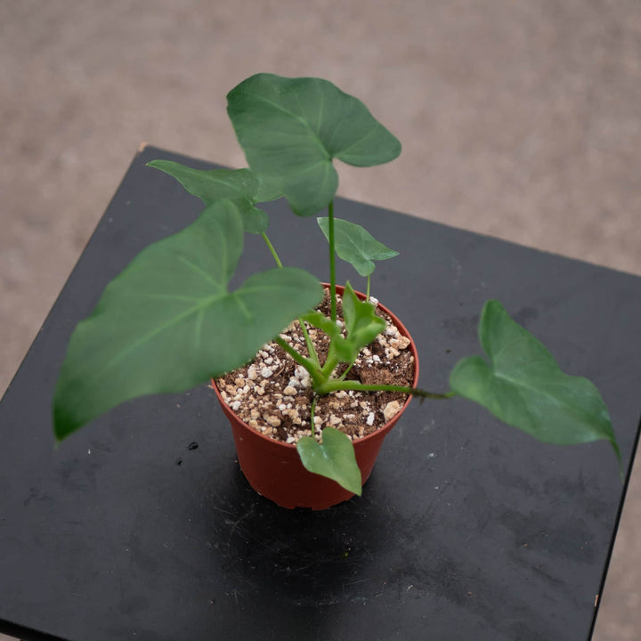 Gabriella Plants Philodendron 4" Philodendron 'Revolution'