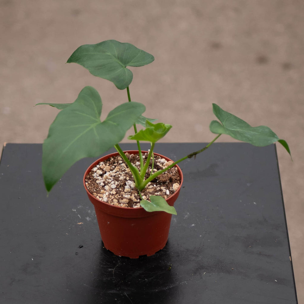 Gabriella Plants Philodendron 4" Philodendron 'Revolution'