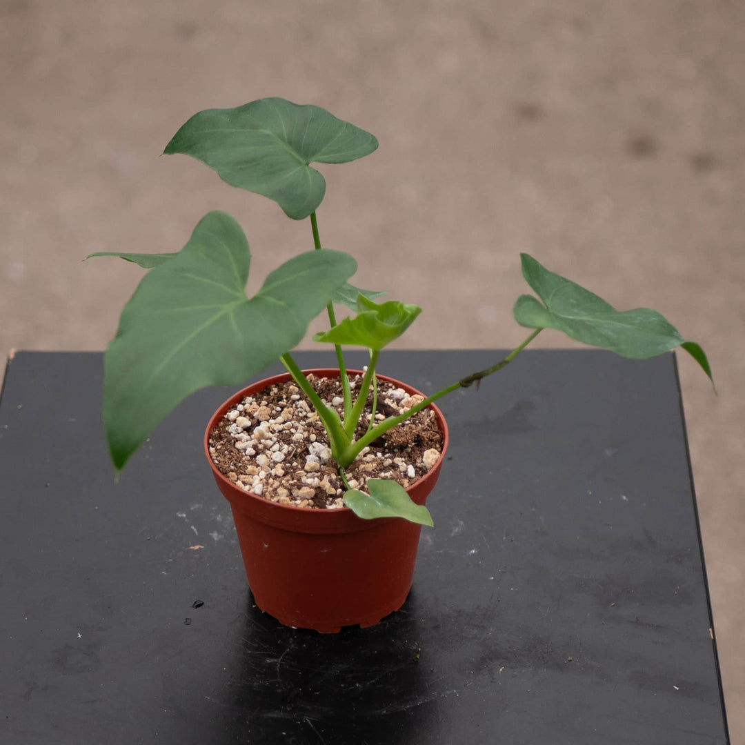 Gabriella Plants Philodendron 4" Philodendron 'Revolution'