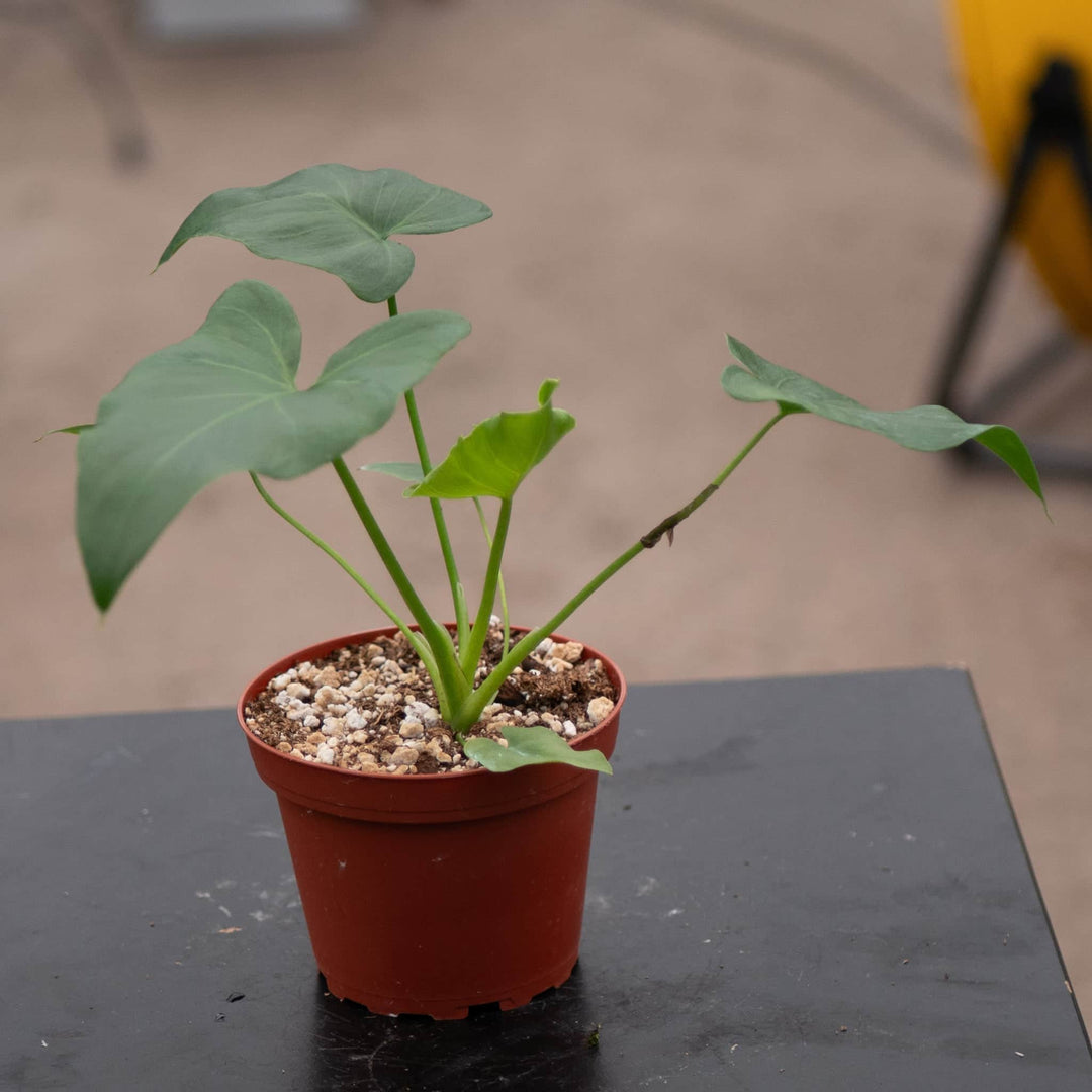 Gabriella Plants Philodendron 4" Philodendron 'Revolution'