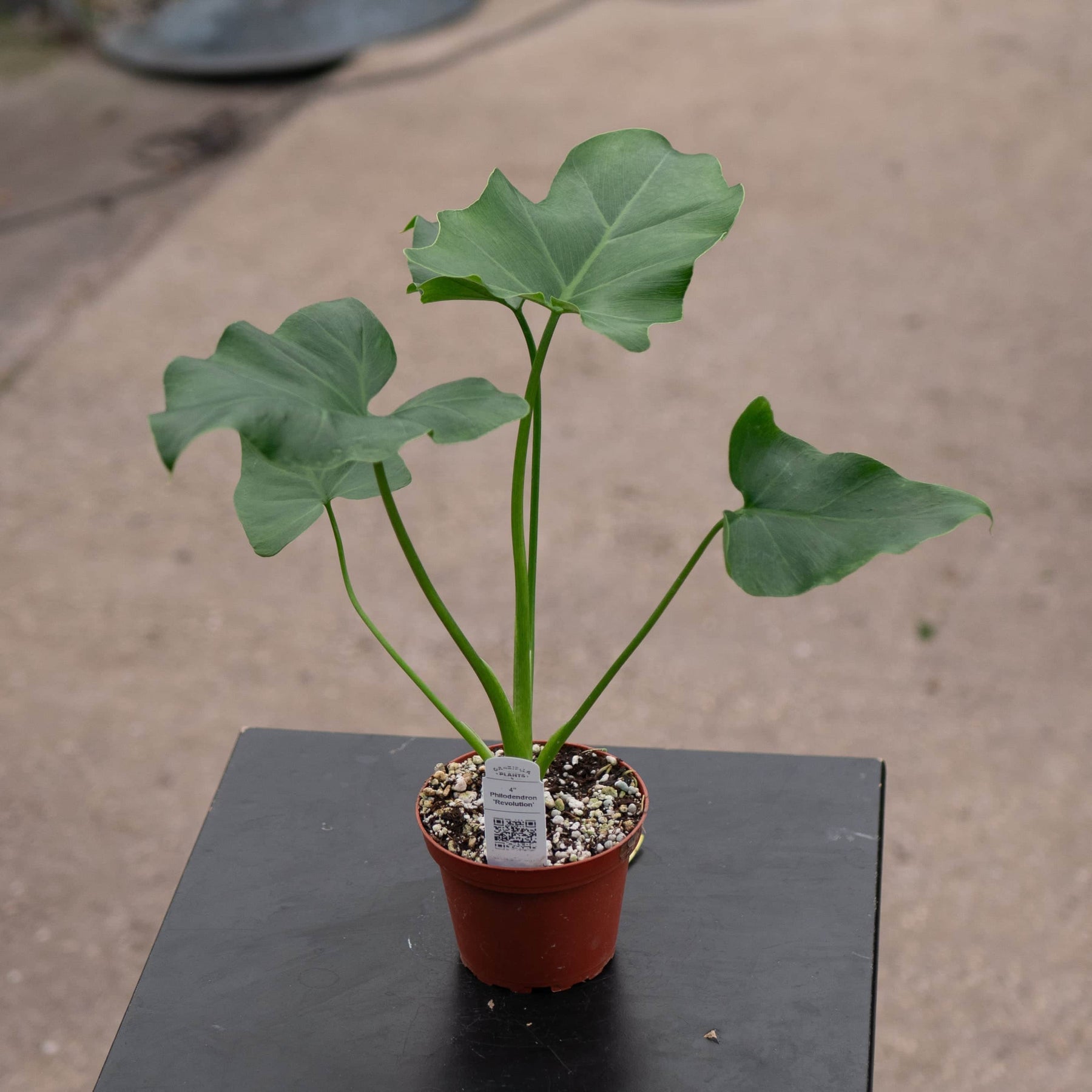 philodendron revolution vs selloum Philodendron 'Revolution'