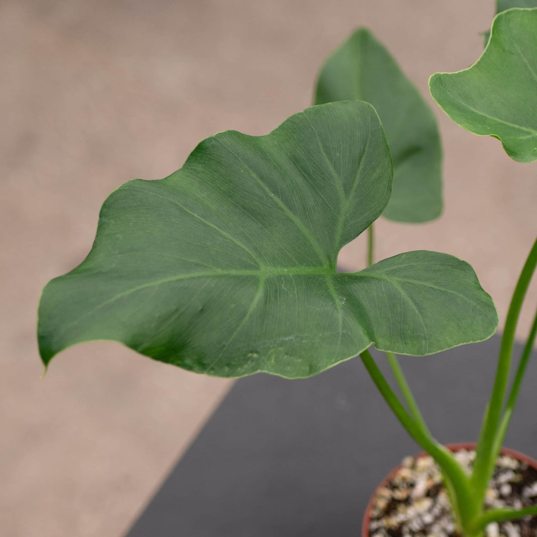 philodendron revolution vs selloum Philodendron 'Revolution'