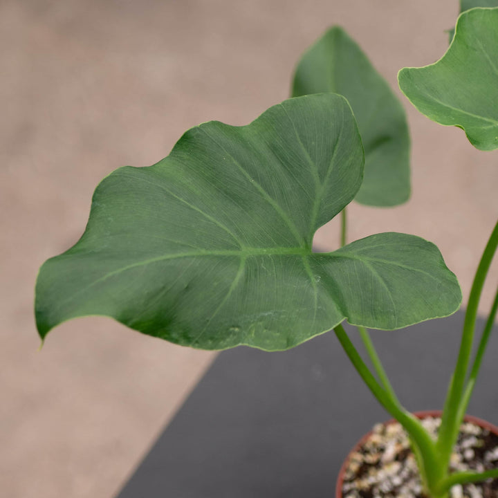 Gabriella Plants Philodendron 4" Philodendron 'Revolution'