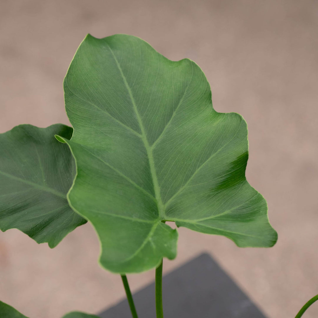 Gabriella Plants Philodendron 4" Philodendron 'Revolution'