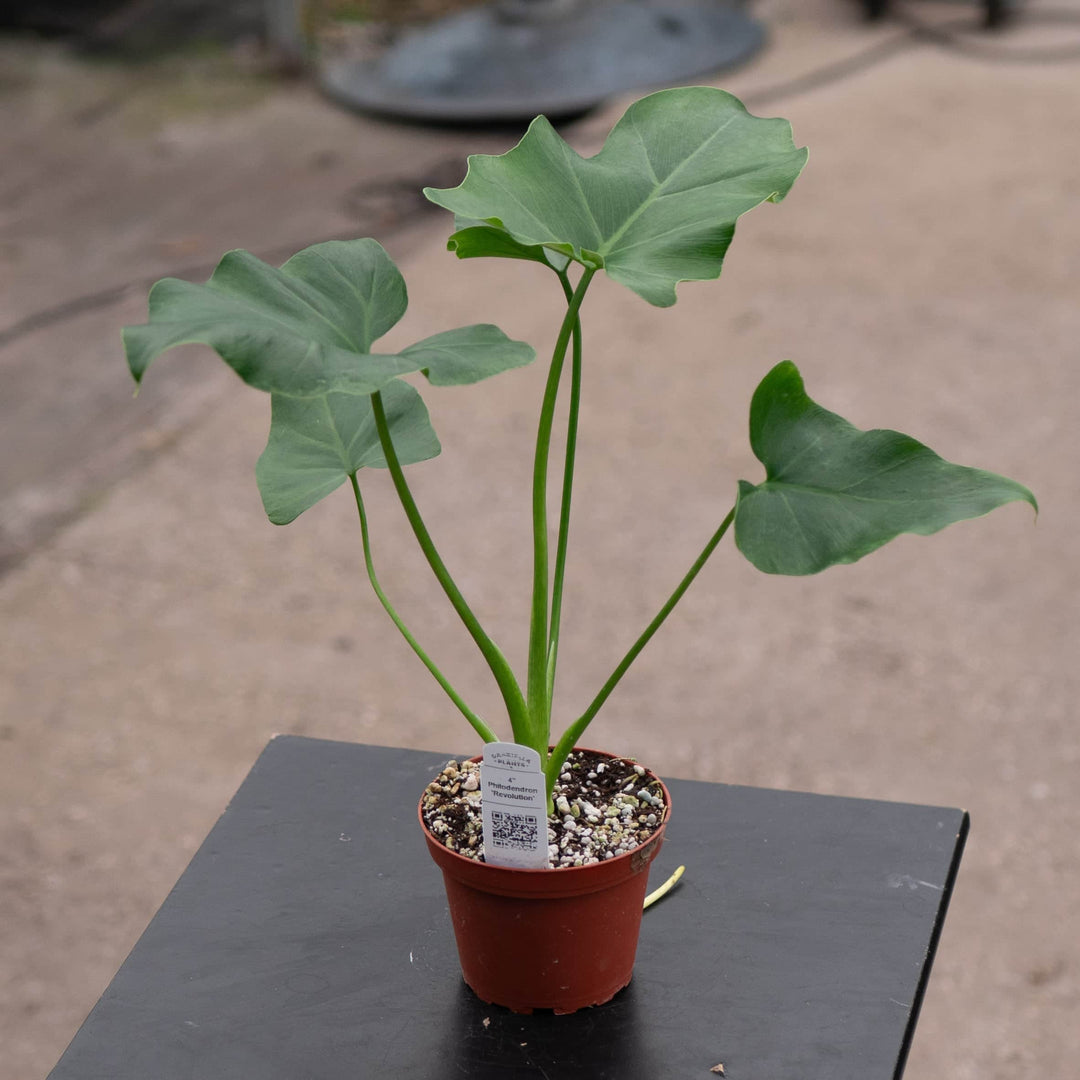 philodendron 22 revolution Philodendron 'Revolution'