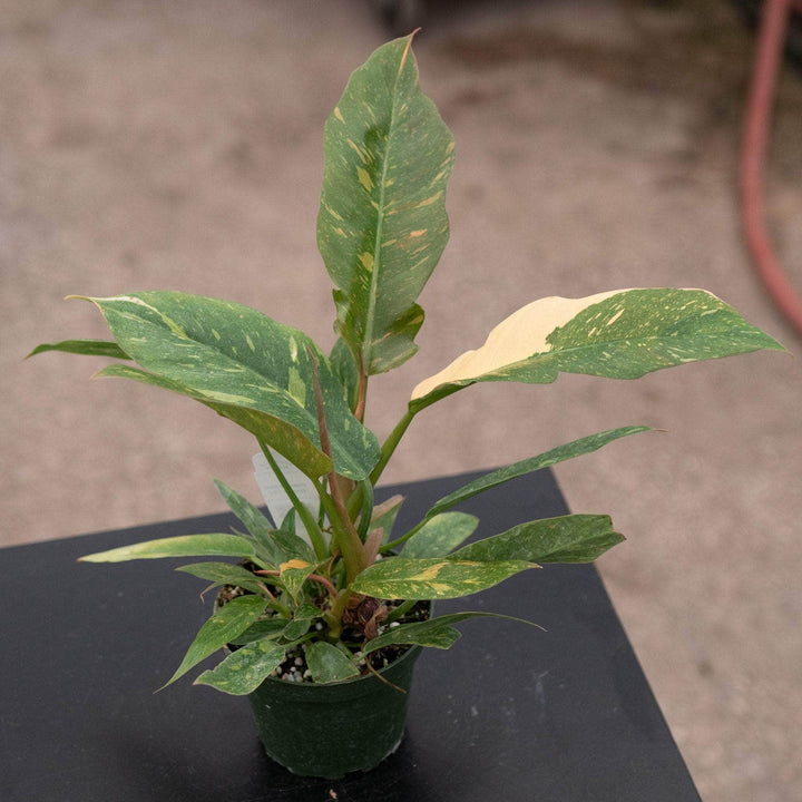 Gabriella Plants Indoor & Outdoor Plants 4" Philodendron ‘Ring of Fire’