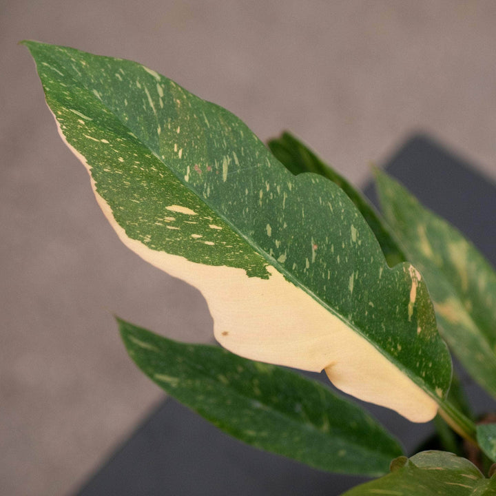 Gabriella Plants Indoor & Outdoor Plants 4" Philodendron ‘Ring of Fire’