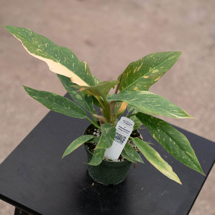 Gabriella Plants Indoor & Outdoor Plants 4" Philodendron ‘Ring of Fire’