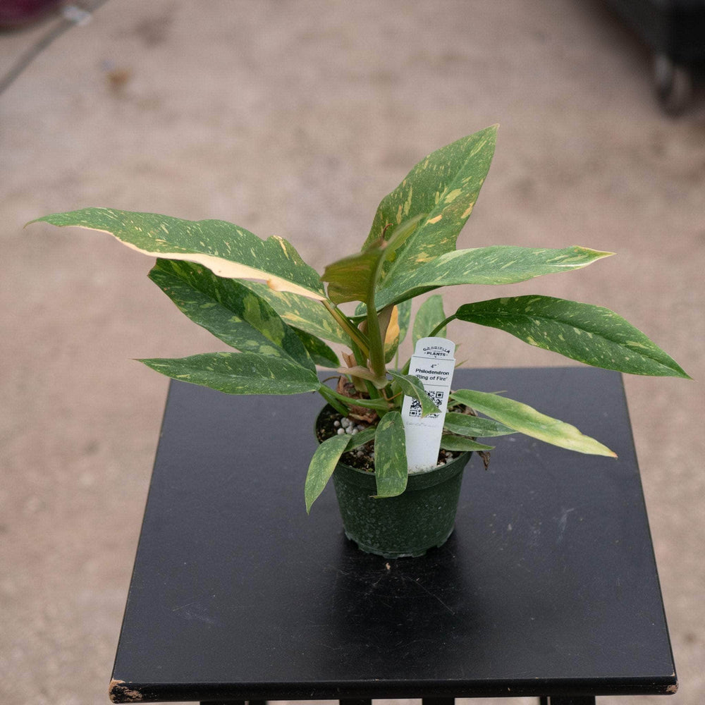 Gabriella Plants Indoor & Outdoor Plants 4" Philodendron ‘Ring of Fire’