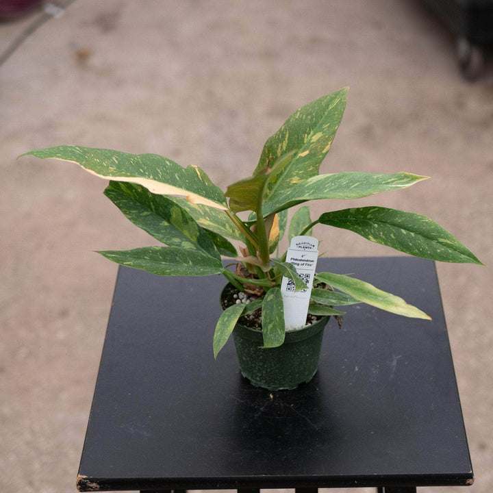 Gabriella Plants Indoor & Outdoor Plants 4" Philodendron ‘Ring of Fire’
