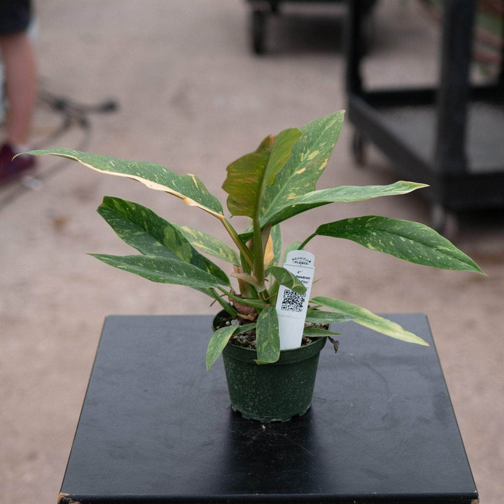 Gabriella Plants Indoor & Outdoor Plants 4" Philodendron ‘Ring of Fire’