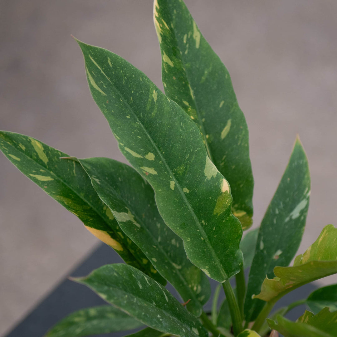 Gabriella Plants Indoor & Outdoor Plants 4" Philodendron ‘Ring of Fire’