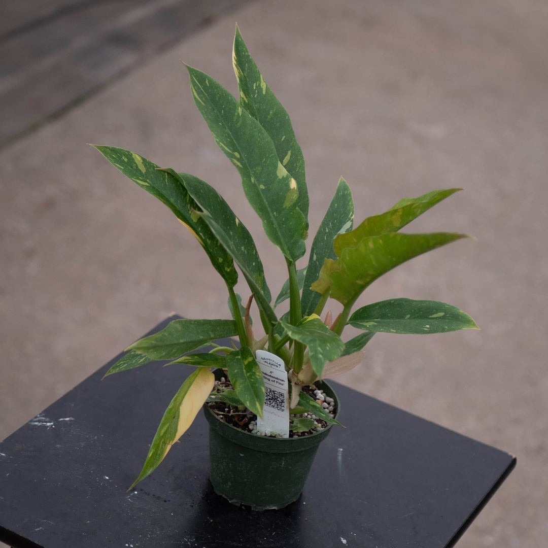 Gabriella Plants Indoor & Outdoor Plants 4" Philodendron ‘Ring of Fire’