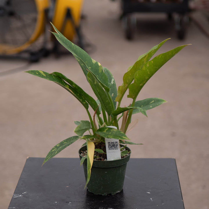 Gabriella Plants Indoor & Outdoor Plants 4" Philodendron ‘Ring of Fire’