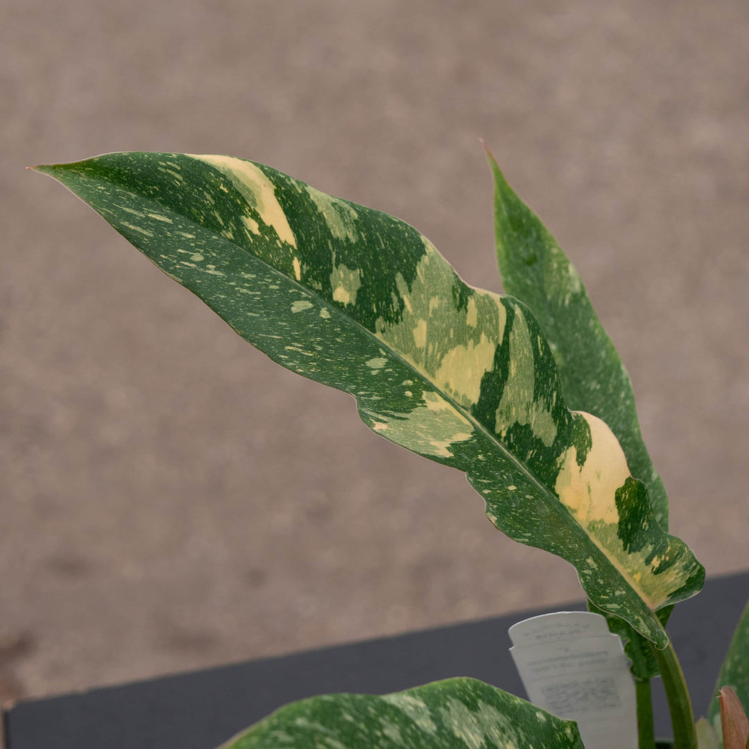 outdoor philodendron varieties Philodendron 'Ring of Fire'