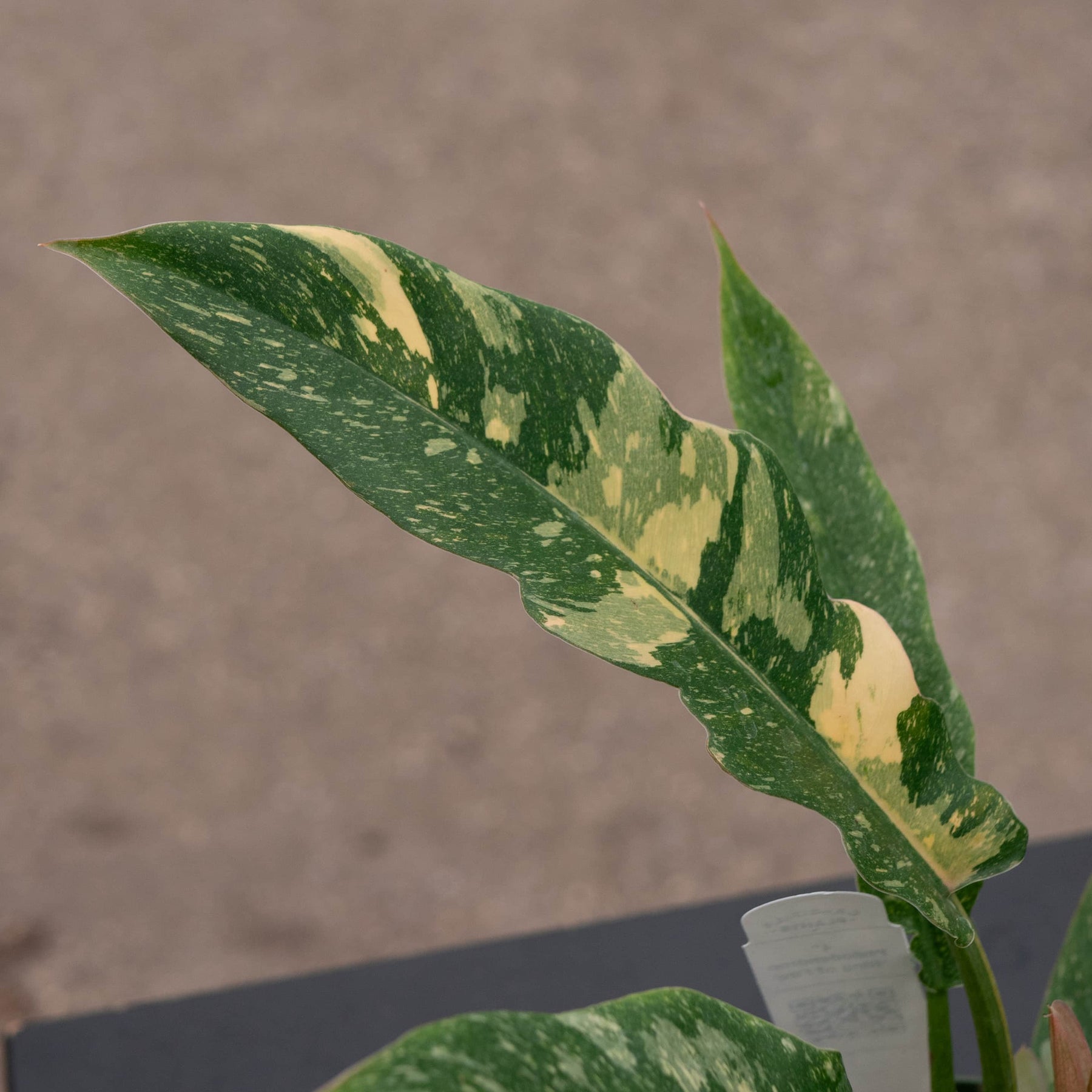 mature philodendron ring of fire Philodendron 'Ring of Fire'