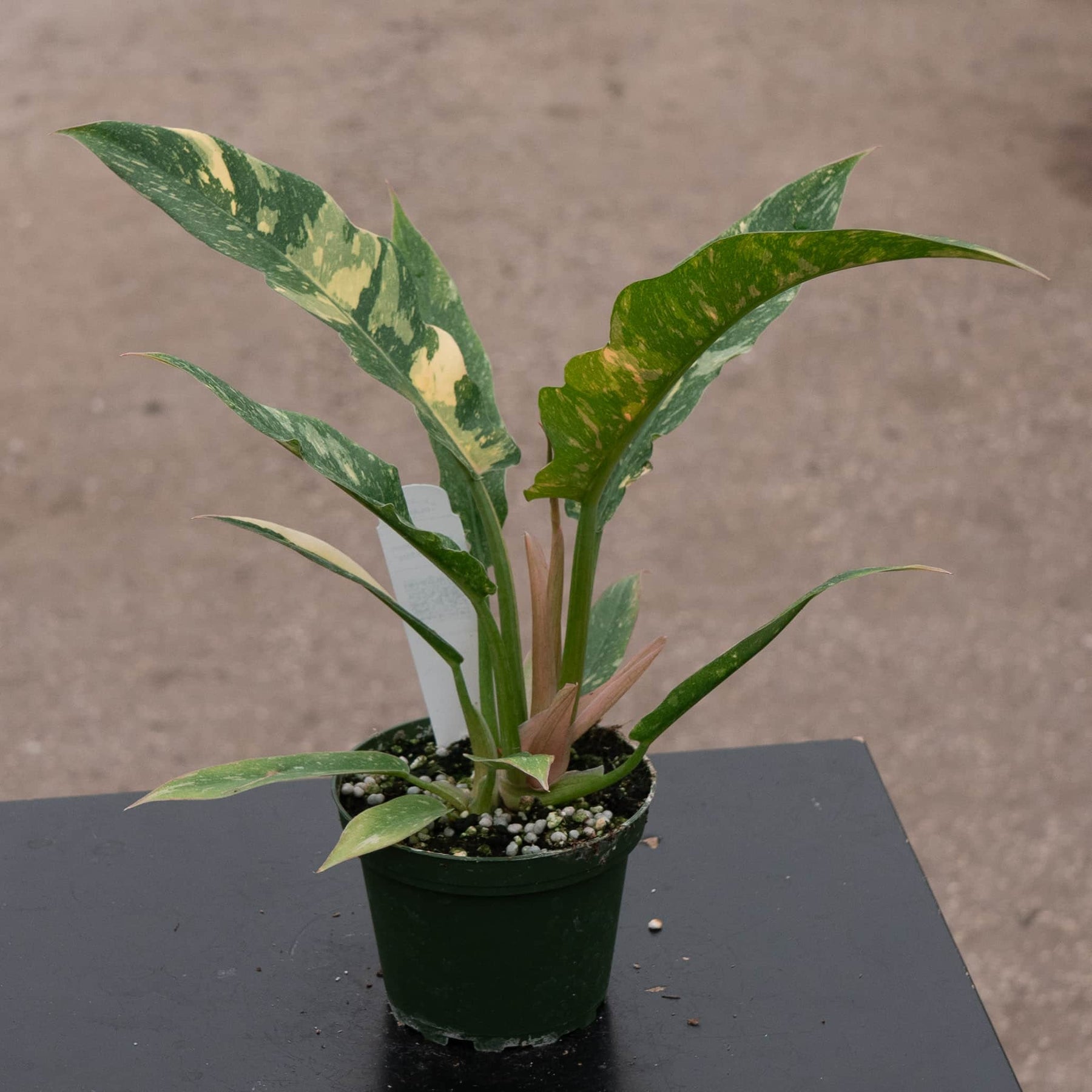 philodendron ring of fire non variegated Philodendron 'Ring of Fire'