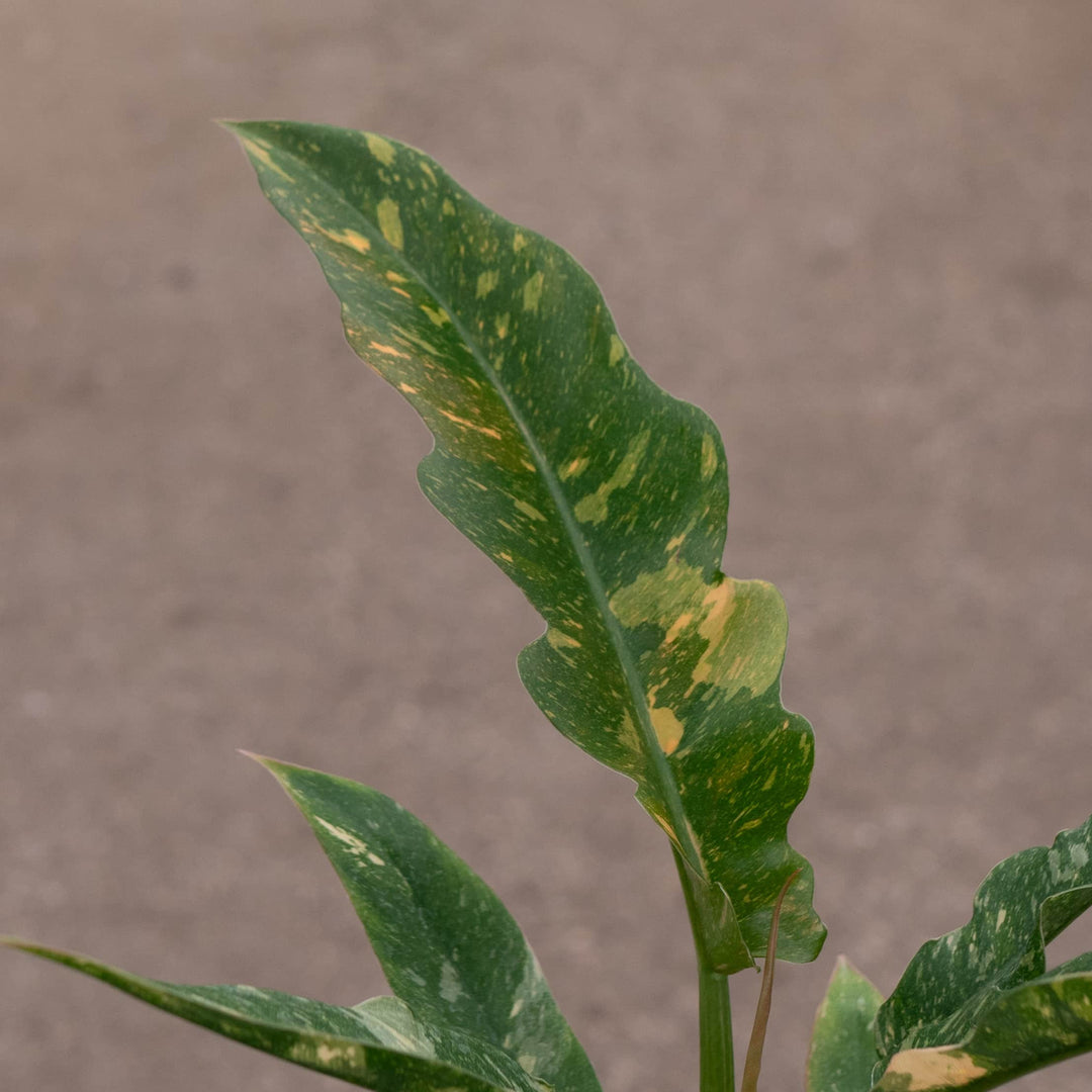 ring of fire philodendron price Philodendron 'Ring of Fire'