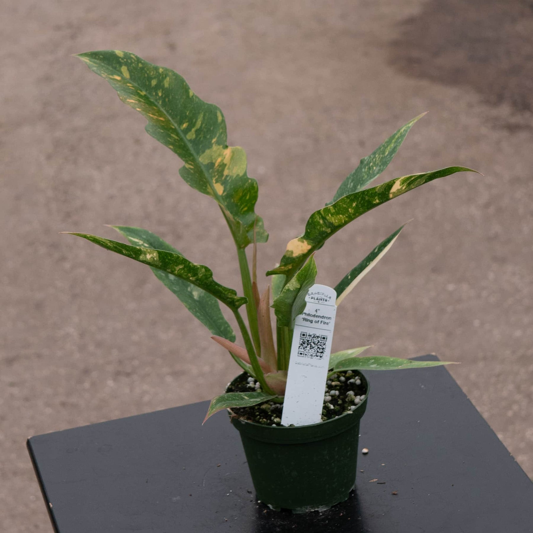 mature ring of fire philodendron Philodendron ‘Ring of Fire’