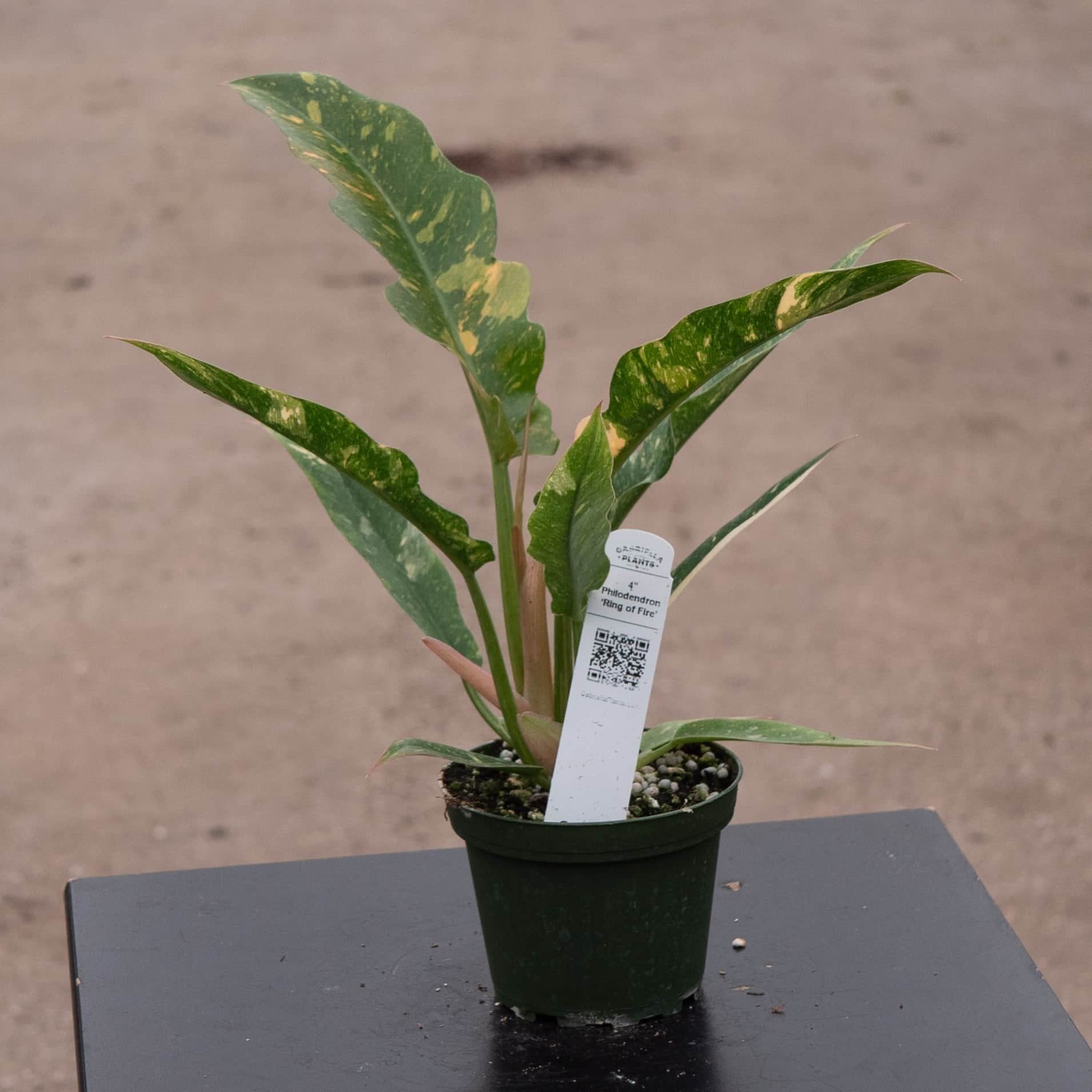 philodendron ring of fire variegated Philodendron 'Ring of Fire'