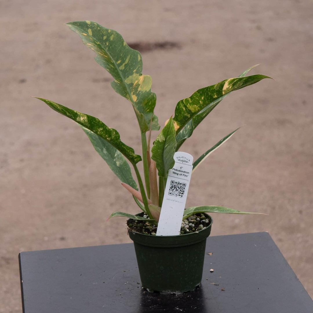 philodendron narrow ring Philodendron 'Ring of Fire'