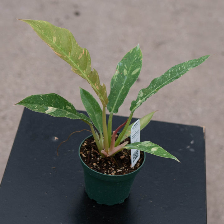Gabriella Plants Indoor &amp; Outdoor Plants 4" Philodendron ‘Ring of Fire’