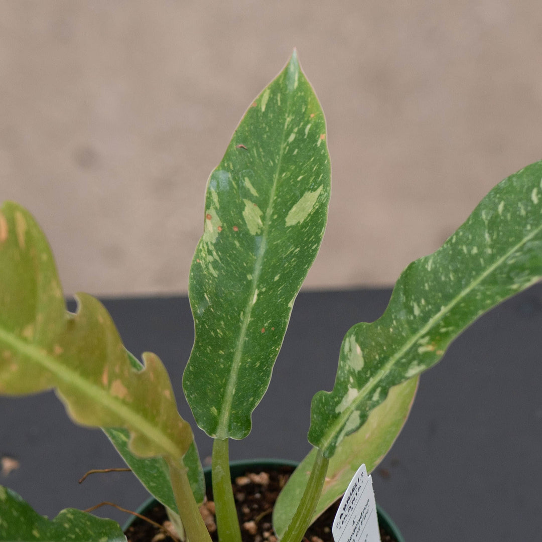 Gabriella Plants Indoor &amp; Outdoor Plants 4" Philodendron ‘Ring of Fire’