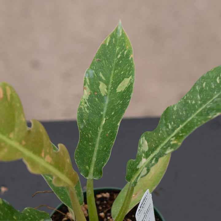 Gabriella Plants Indoor &amp; Outdoor Plants 4" Philodendron ‘Ring of Fire’