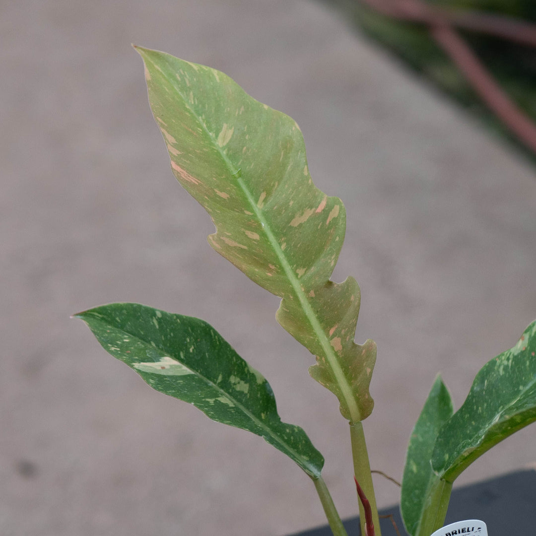 Gabriella Plants Indoor &amp; Outdoor Plants 4" Philodendron ‘Ring of Fire’