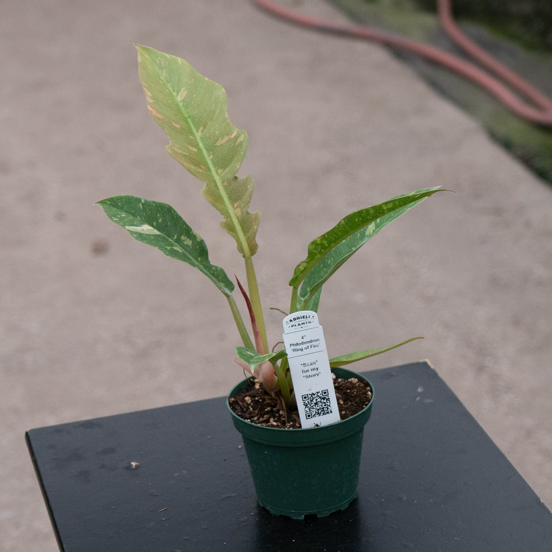 Gabriella Plants Indoor &amp; Outdoor Plants 4" Philodendron ‘Ring of Fire’