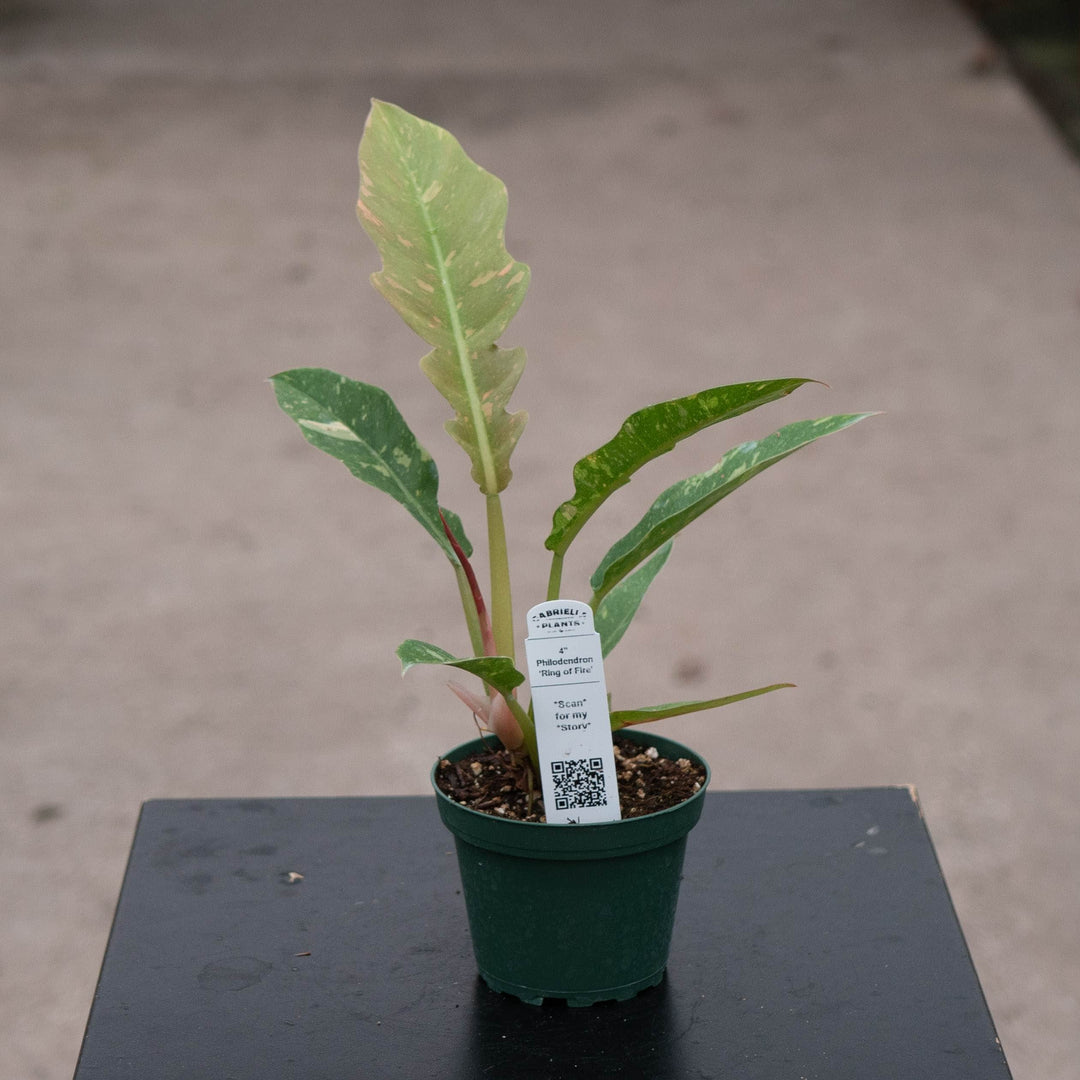 Gabriella Plants Indoor & Outdoor Plants 4" Philodendron ‘Ring of Fire’