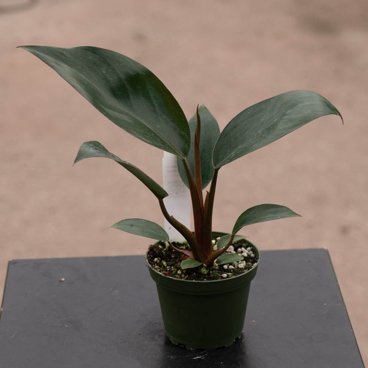 Gabriella Plants Philodendron 4" Philodendron 'Rojo Congo'