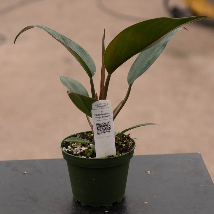 Gabriella Plants Philodendron 4" Philodendron 'Rojo Congo'
