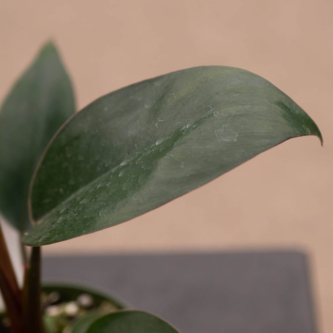 philodendron congo rouge Philodendron 'Rojo Congo'