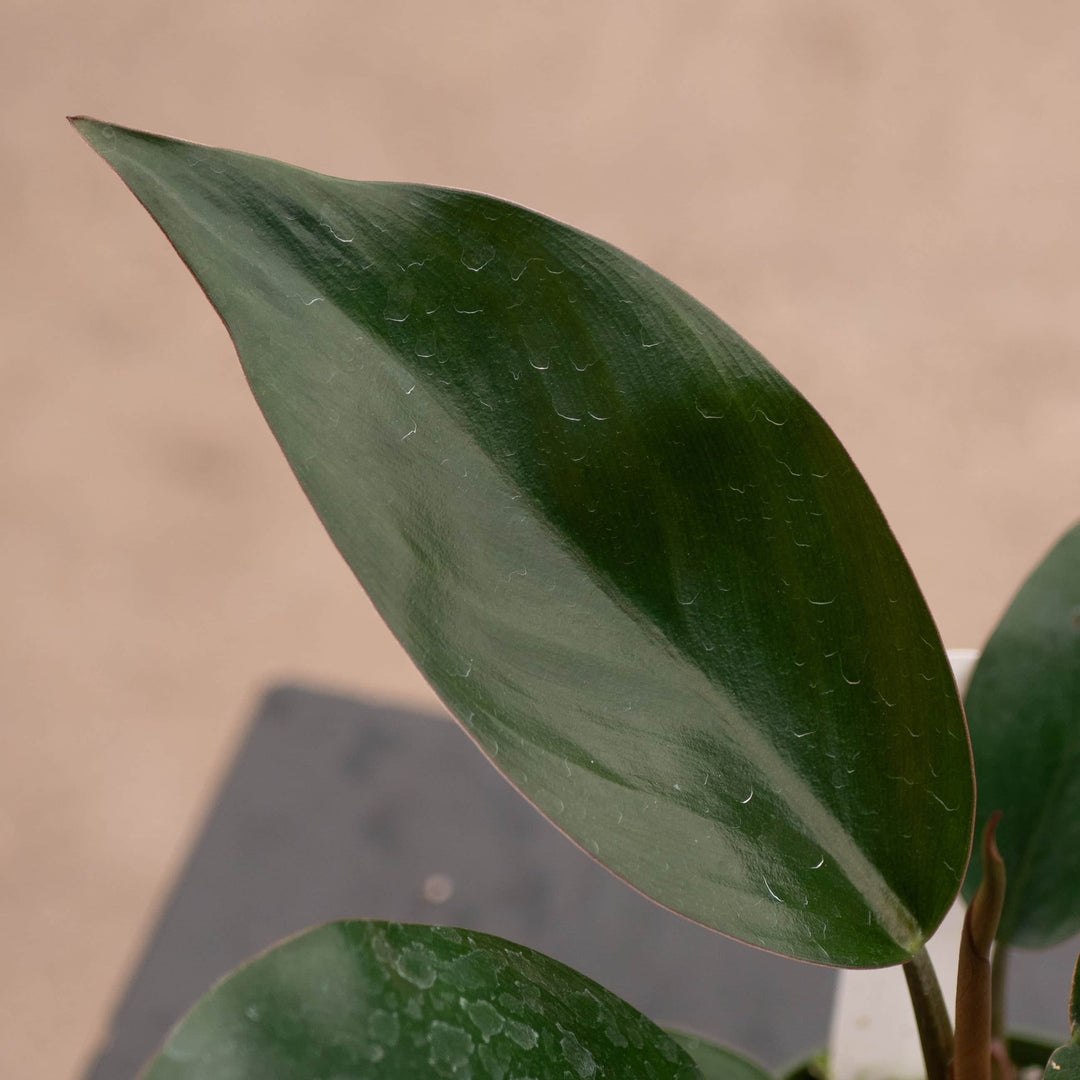 Gabriella Plants Philodendron 4" Philodendron 'Rojo Congo'
