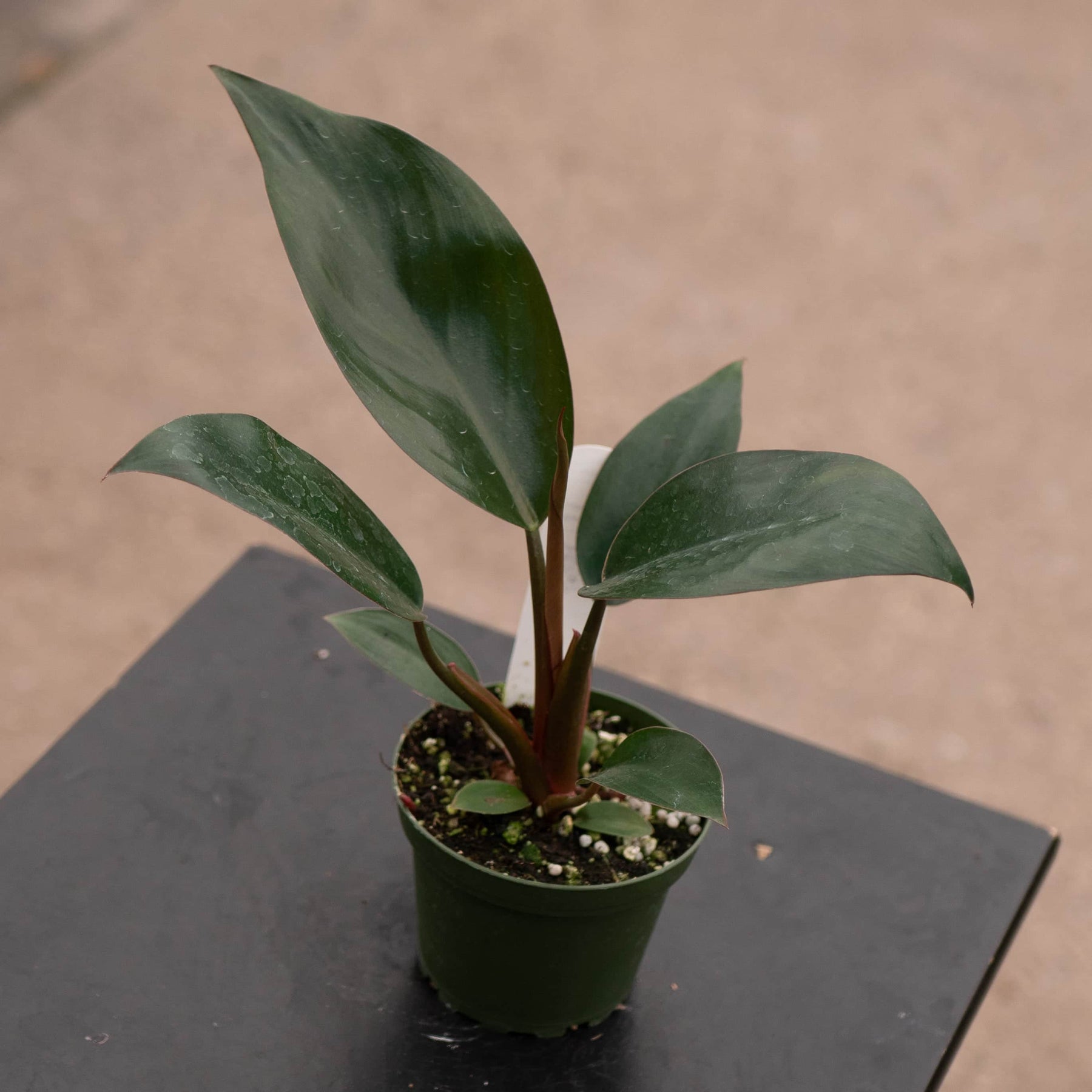 philodendron rojo congo height Philodendron 'Rojo Congo'
