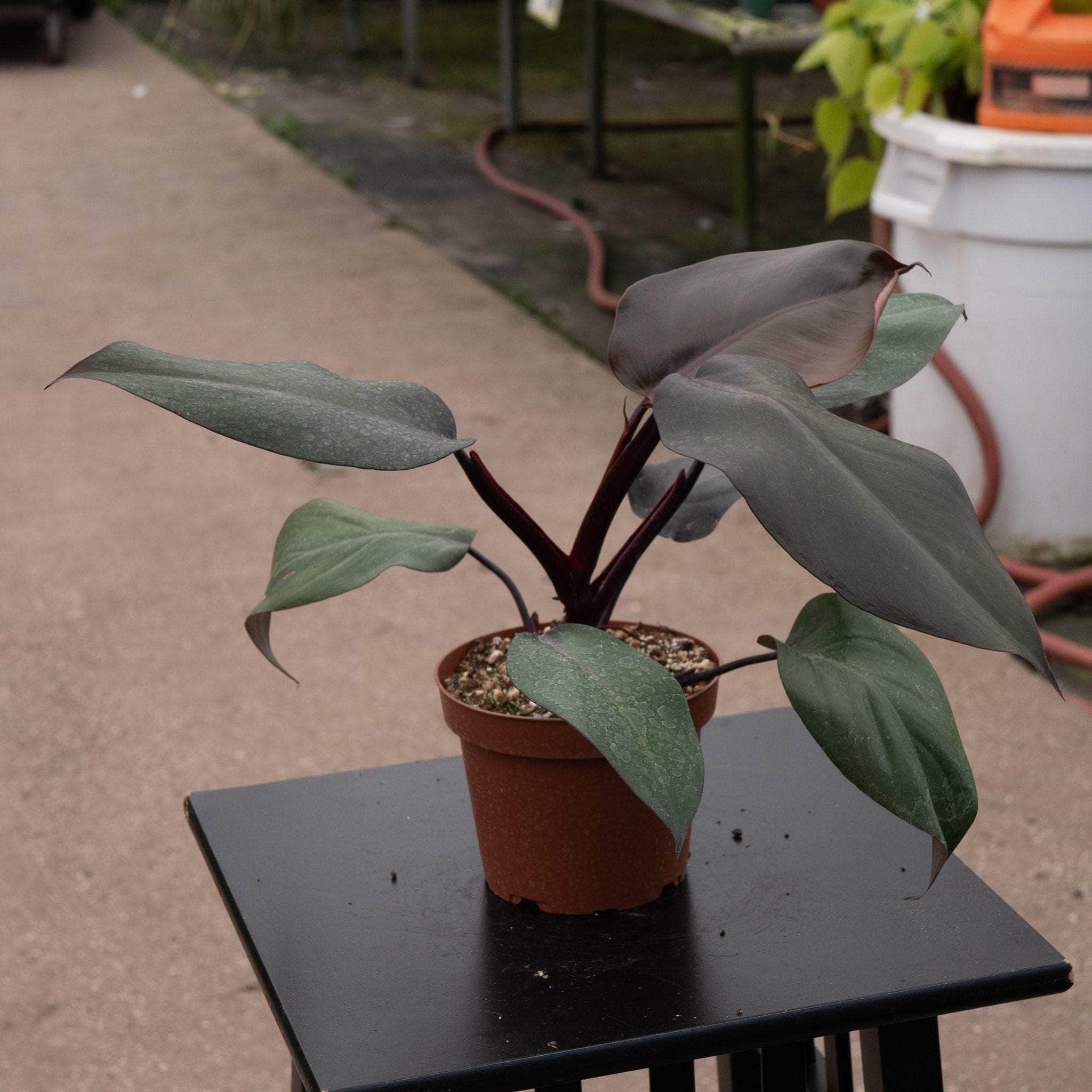 black knight philodendron price Philodendron 'Royal Queen'