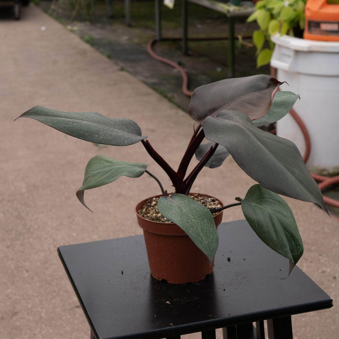 blushing philodendron hybrid Philodendron 'Royal Queen'
