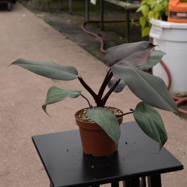 Gabriella Plants Philodendron Hybrid Philodendron ‘Royal Queen’