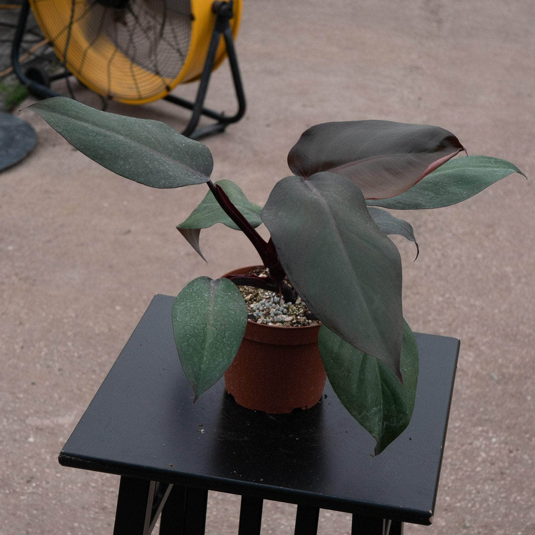 royal queen plant philodendron Philodendron 'Royal Queen'