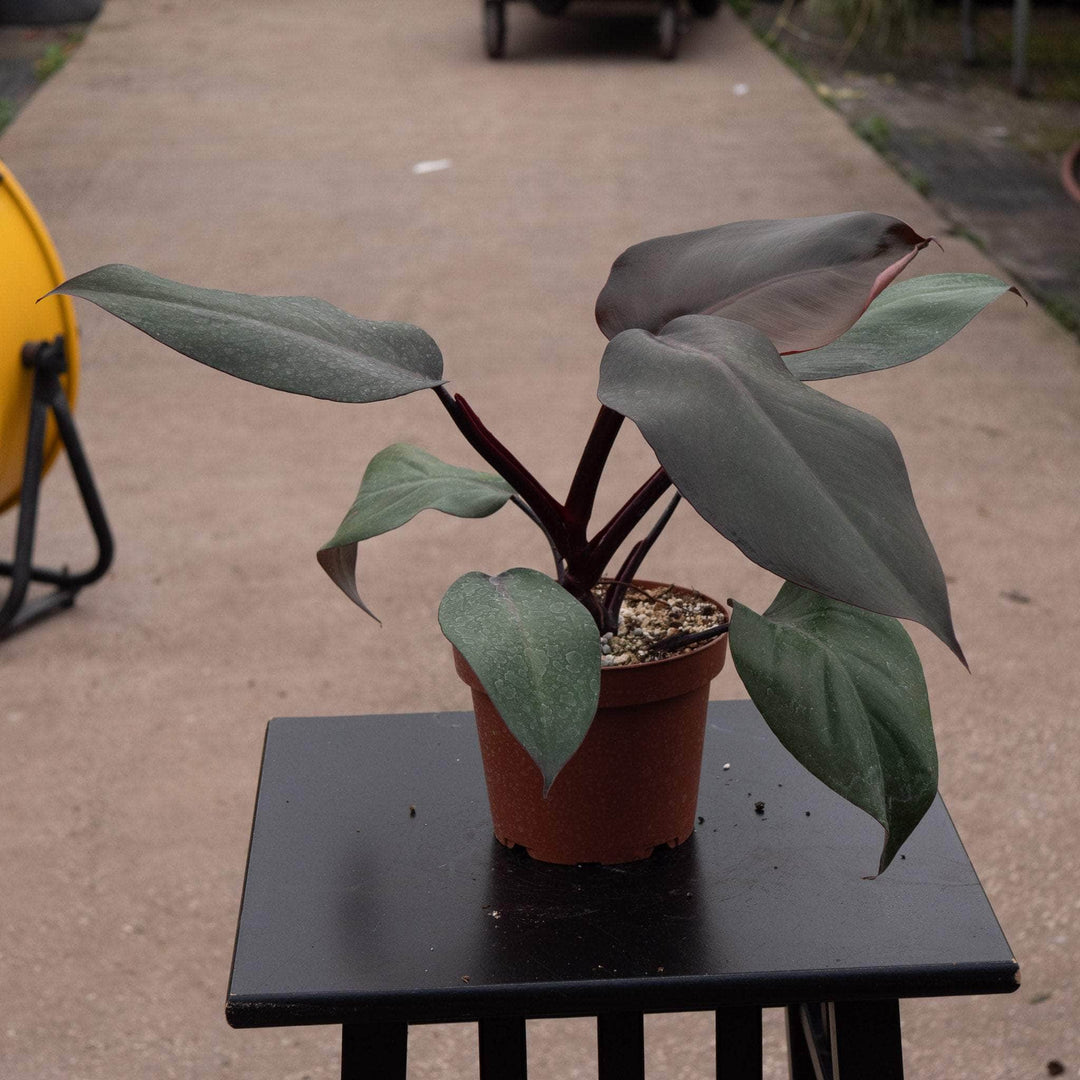 black knight philodendron price Philodendron ‘Royal Queen’