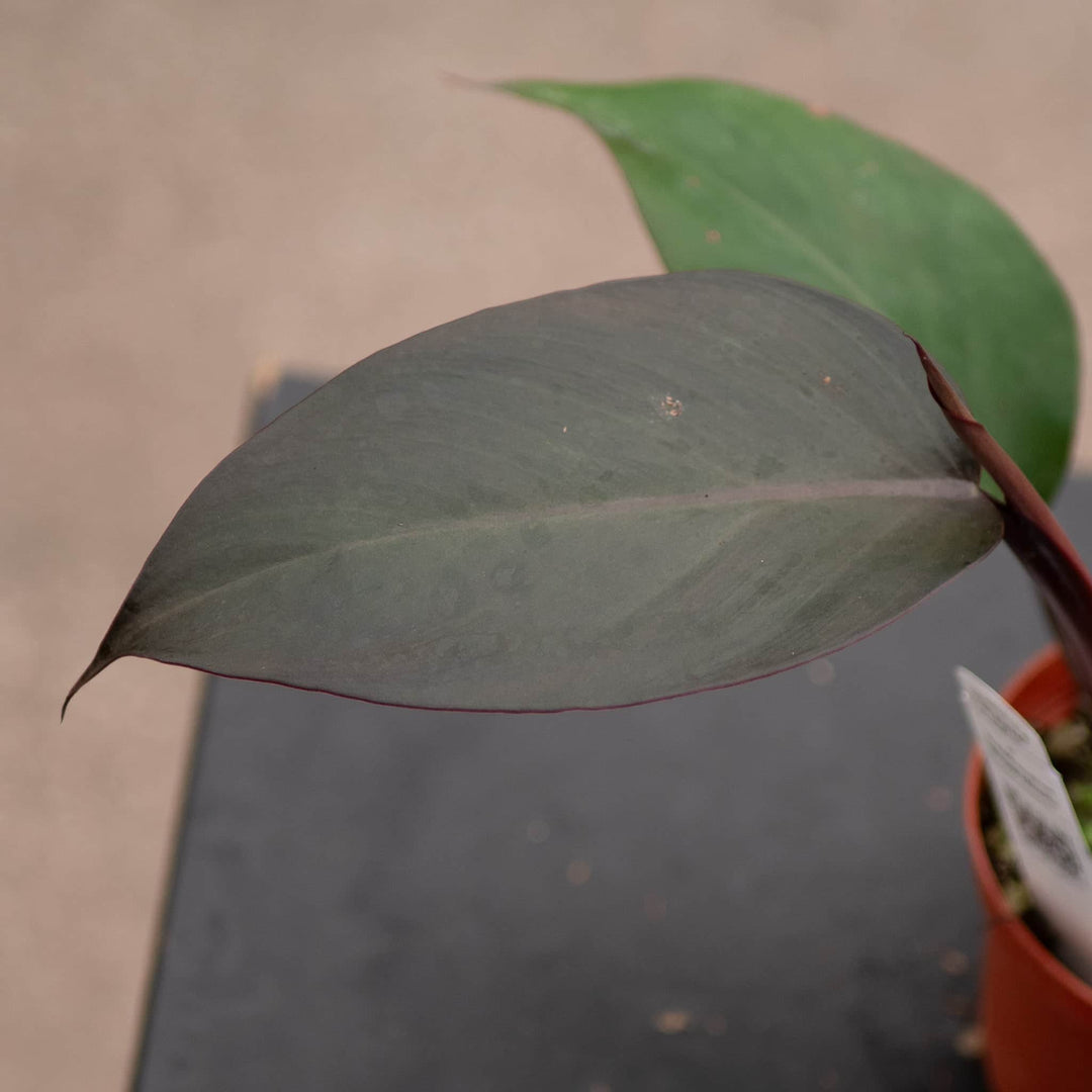 philodendron black queen Philodendron ‘Royal Queen’
