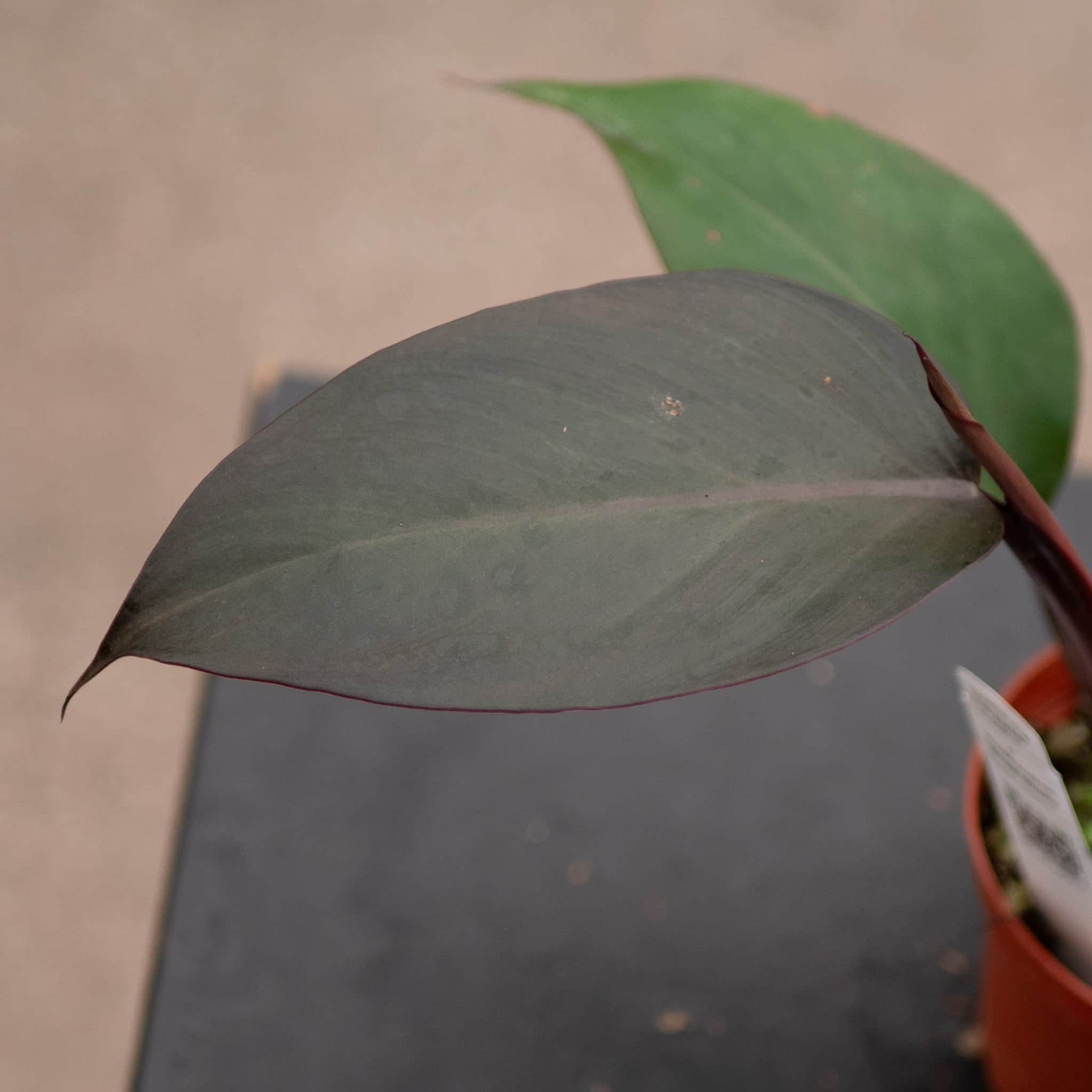 black royal queen philodendron Philodendron 'Royal Queen'