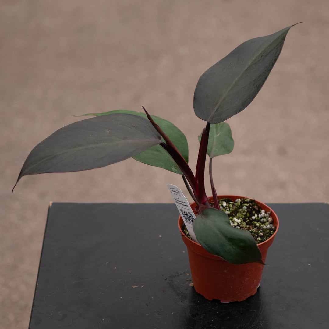 Gabriella Plants Philodendron Hybrid 4" Philodendron ‘Royal Queen’