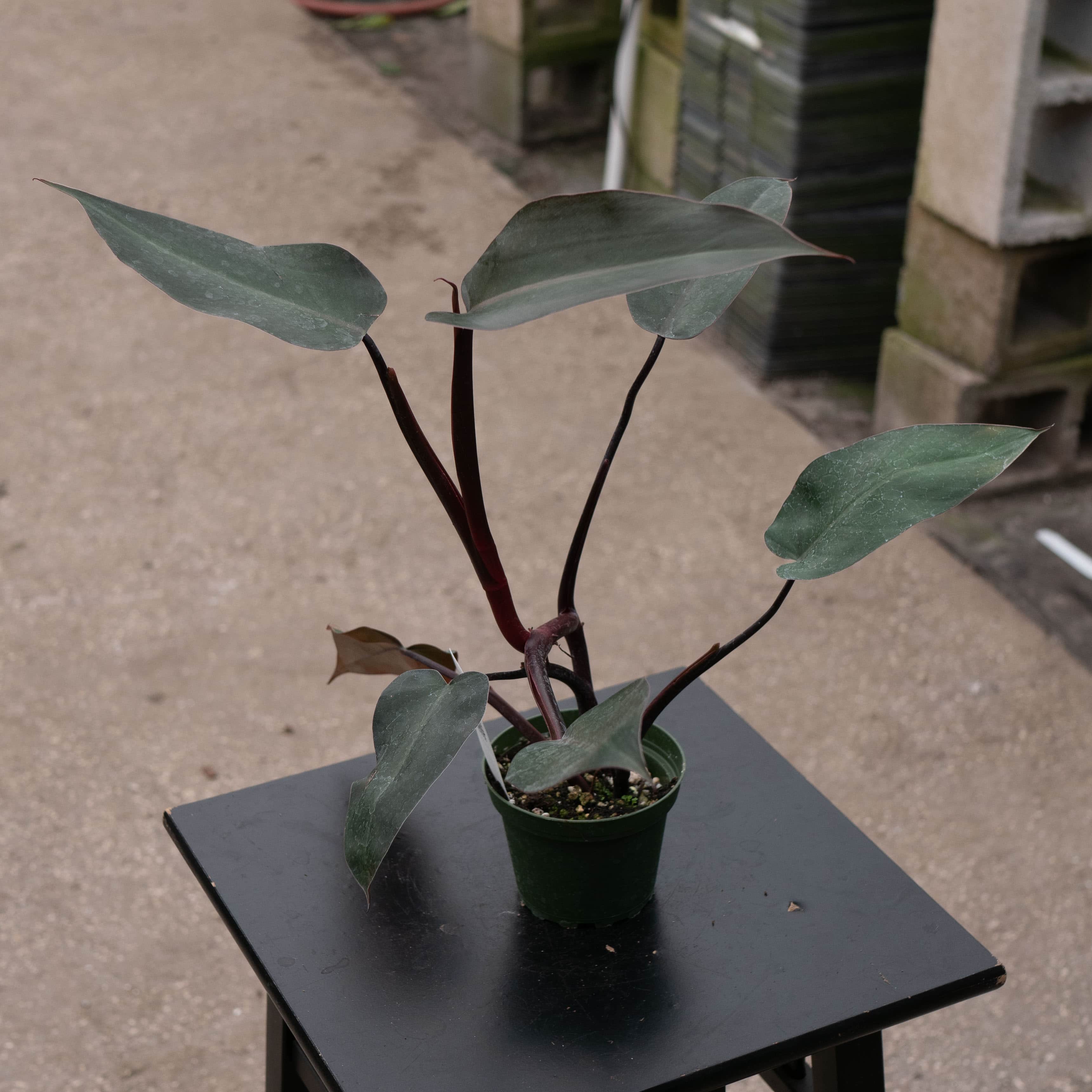 dark queen philodendron Philodendron ‘Royal Queen’