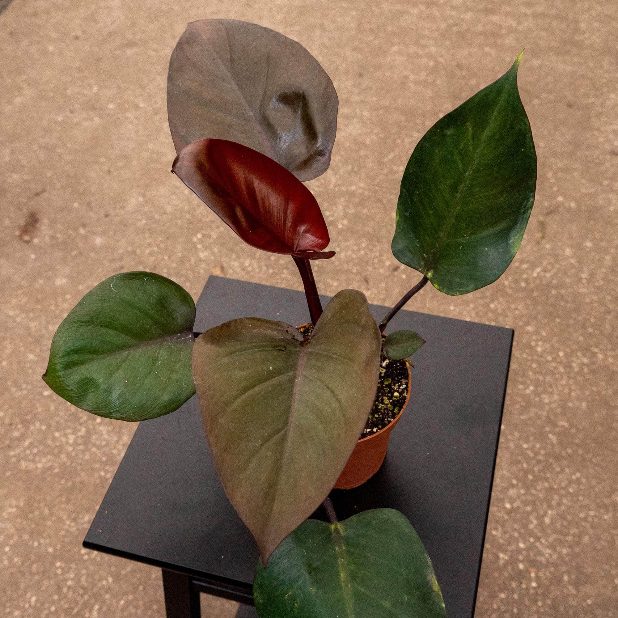 Gabriella Plants Philodendron Hybrid 5" Philodendron ‘Royal Queen’