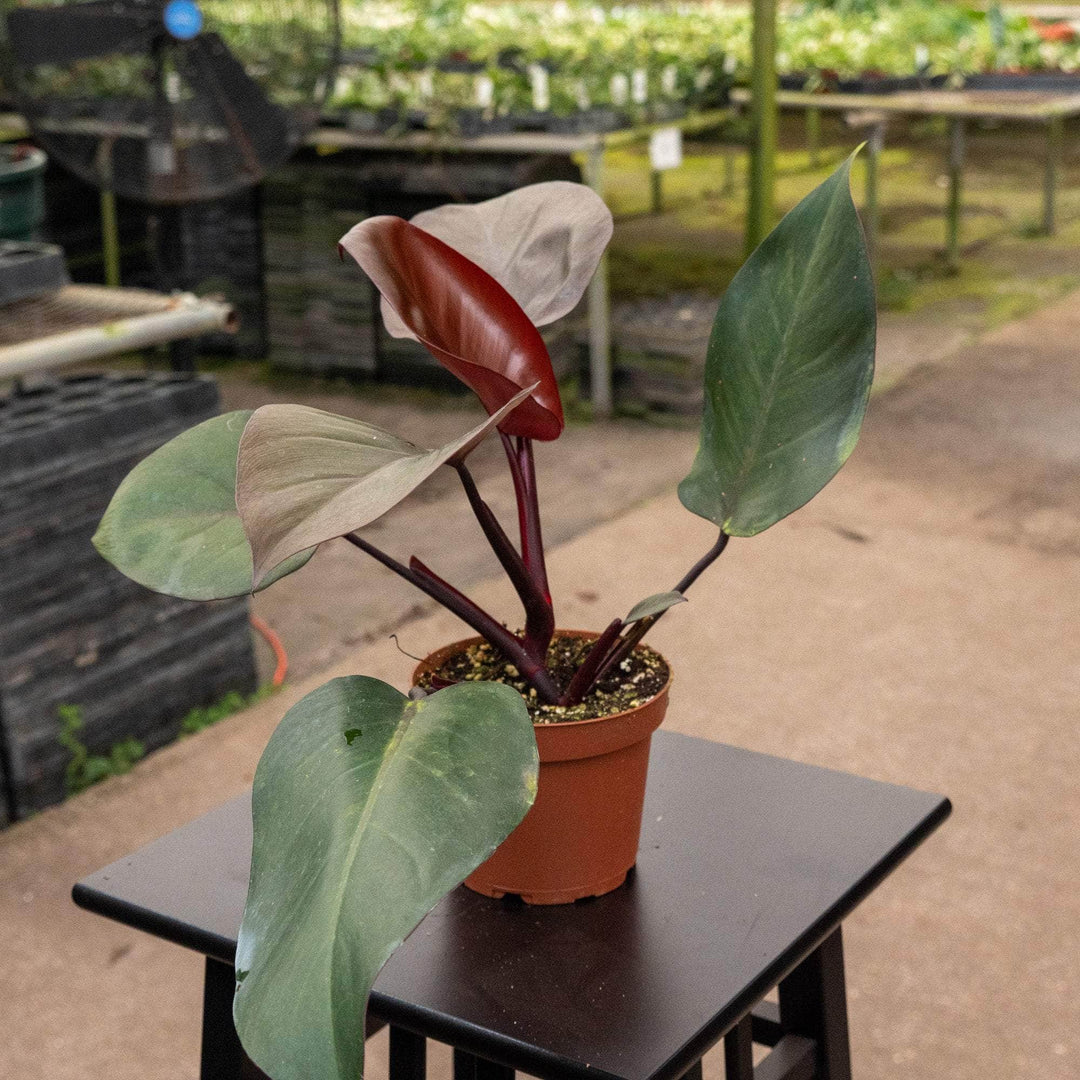 Philodendron ‘Royal Queen’ - Gabriella Plants
