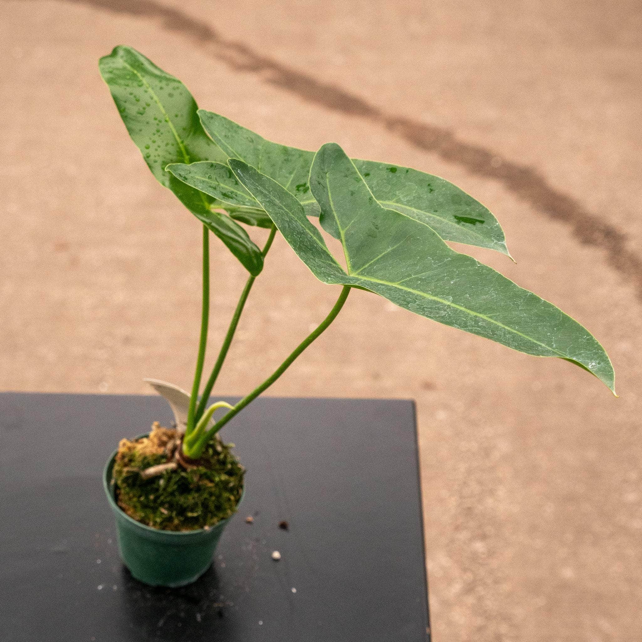Philodendron 'Ruckus'