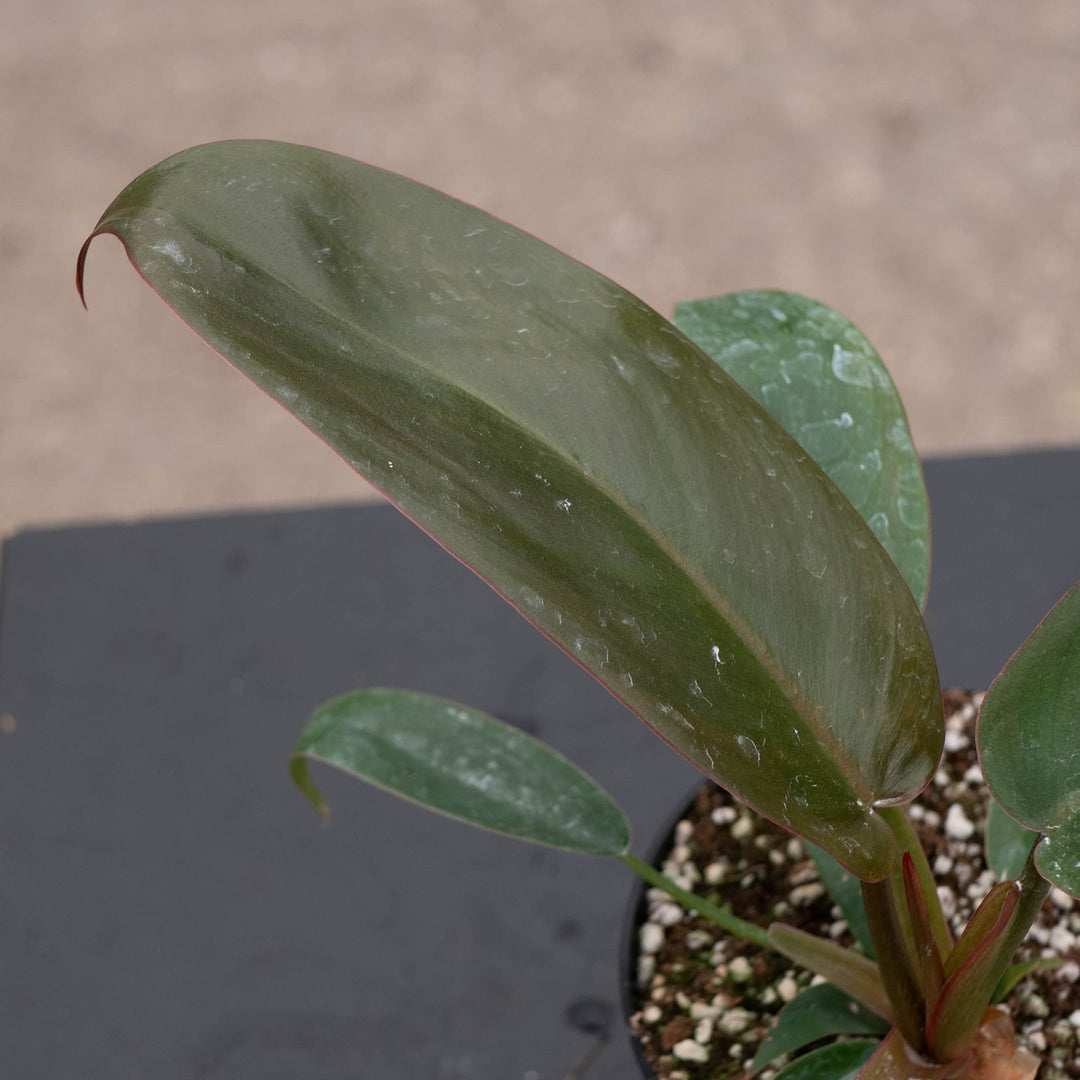 Gabriella Plants Philodendron Hybrid 4" Philodendron ‘Sayaka’