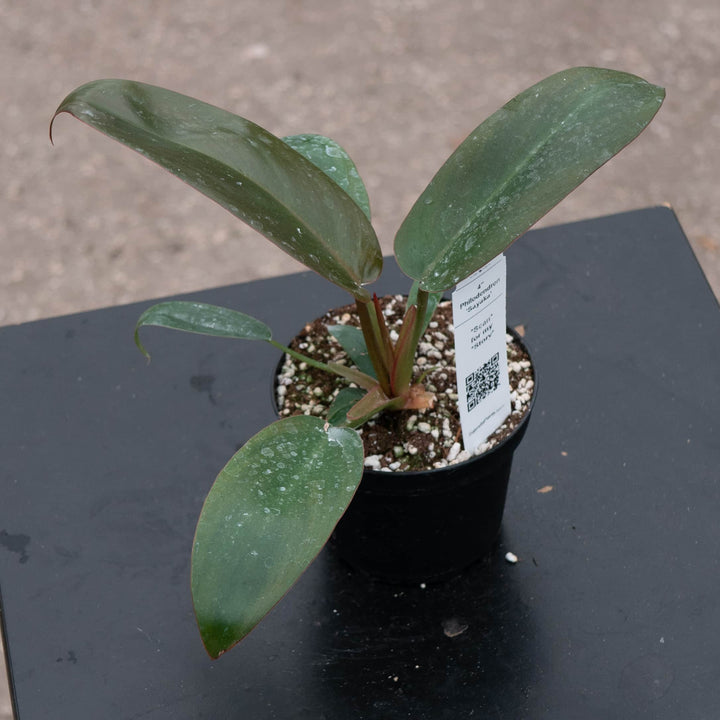 Gabriella Plants Philodendron Hybrid 4" Philodendron ‘Sayaka’